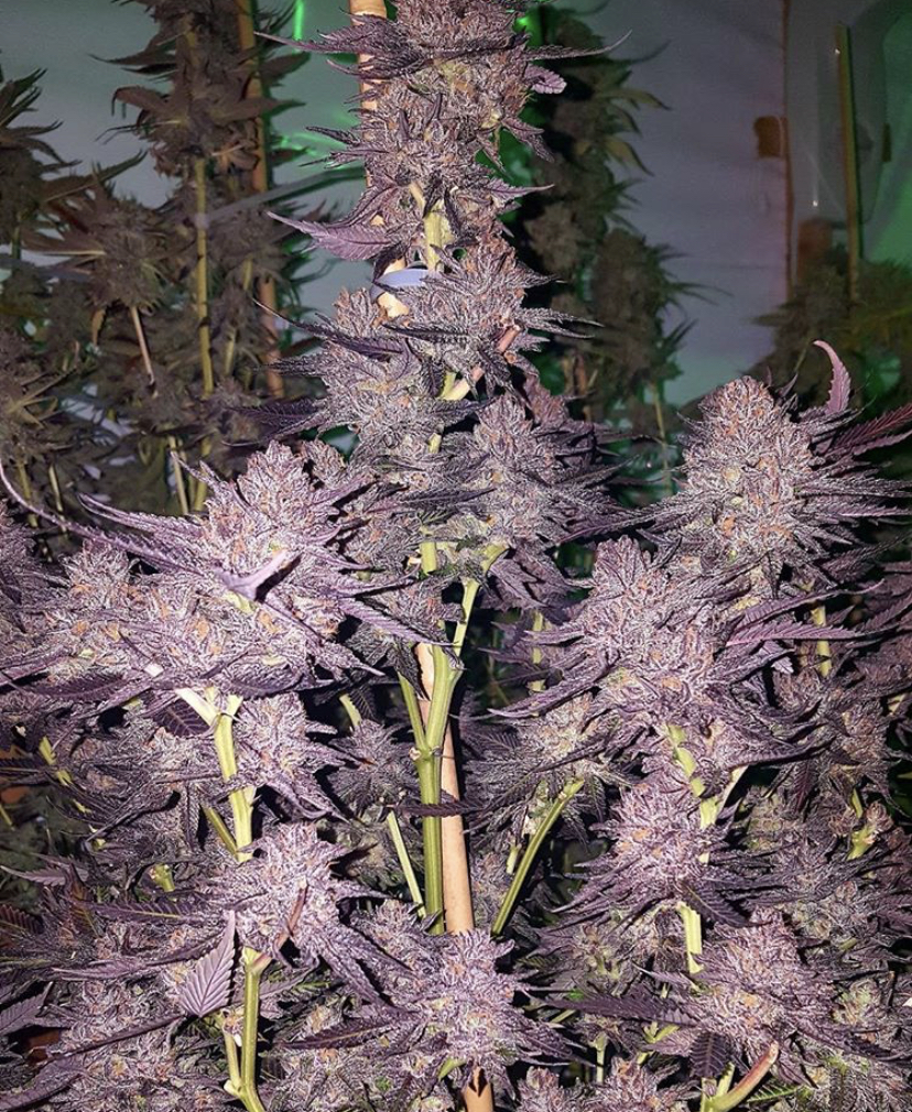 Humboldt Seeds - Discount Cannabis Seeds